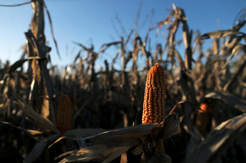 Argentina limita registro de  ventas de maíz al exterior
