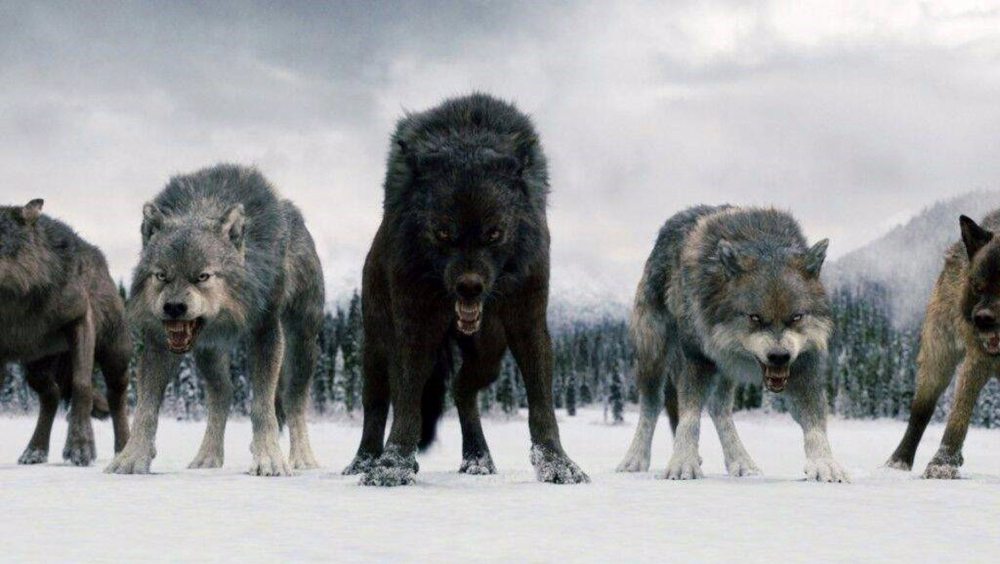 ADN revela secretos de lobos que inspiraron a Juego de Tronos