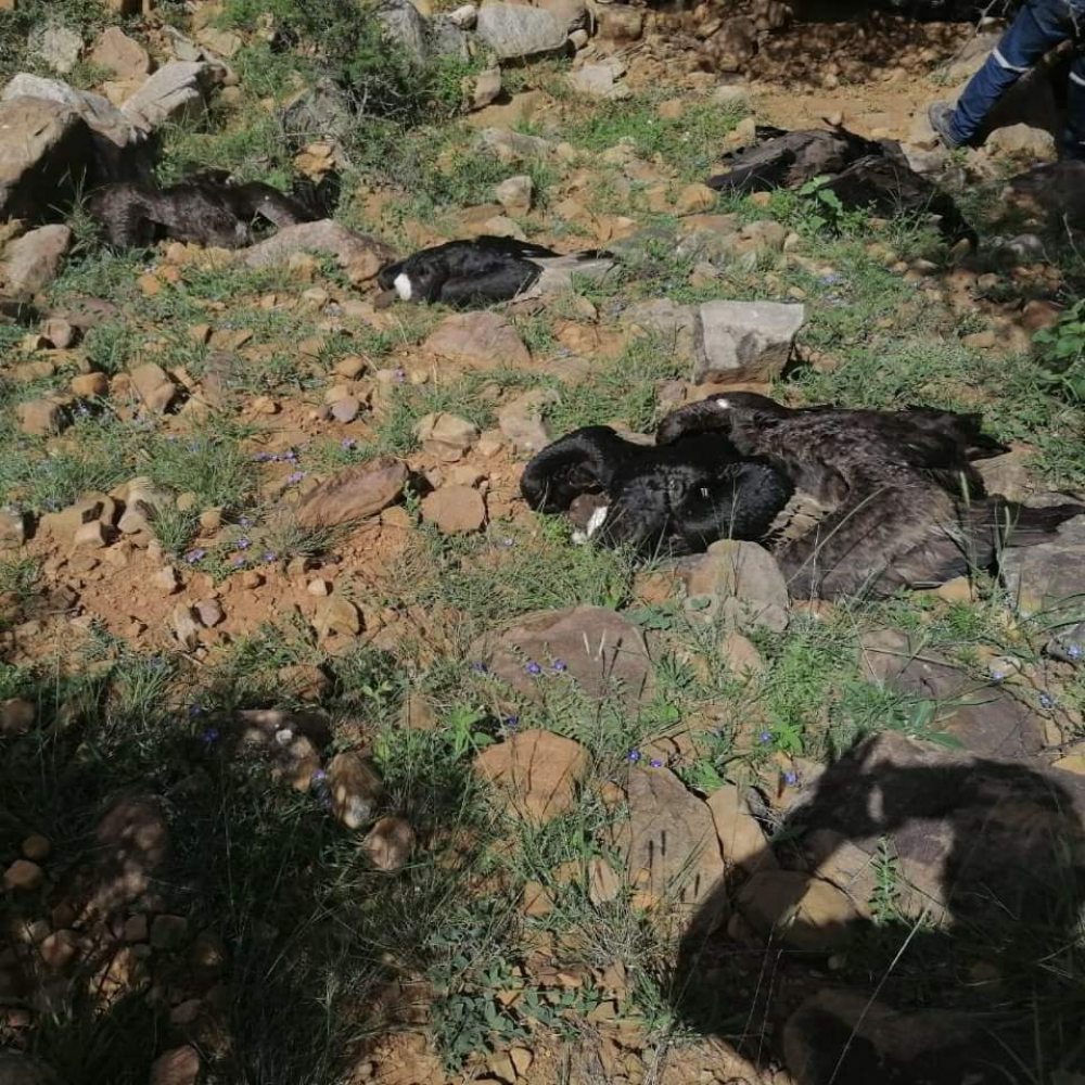 Encontraron más cóndores muertos en localidad tarijeña
