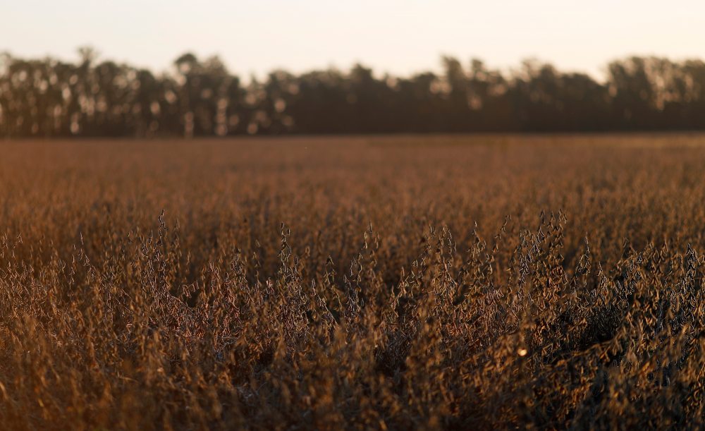 Lluvias ayudan a cosecha  de soja en Argentina