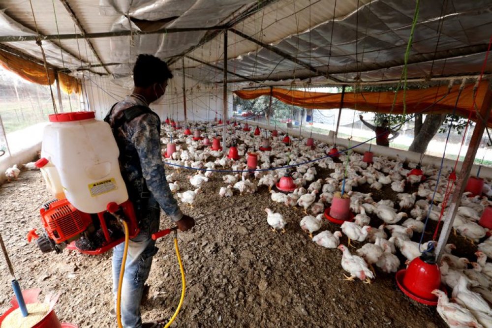 Detectan primer caso de transmisión de la  cepa H5N8 de gripe aviar a seres humanos