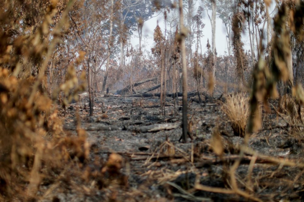 Dos tercios de bosque tropical  fue maltratado en el mundo