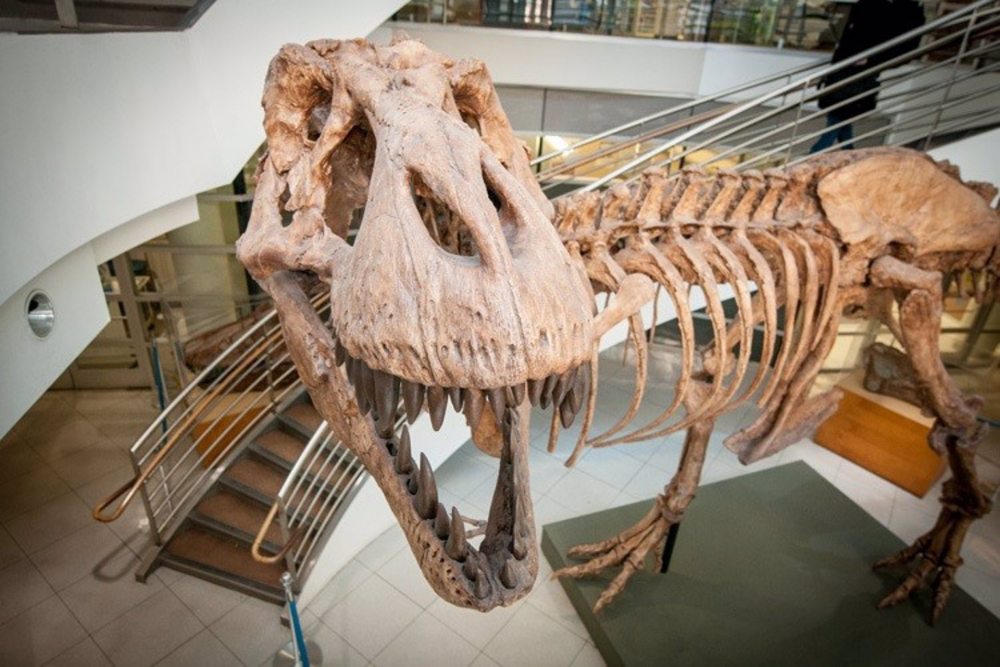 2.500 millones de Tiranosaurios Rex fueron albergados en la Tierra