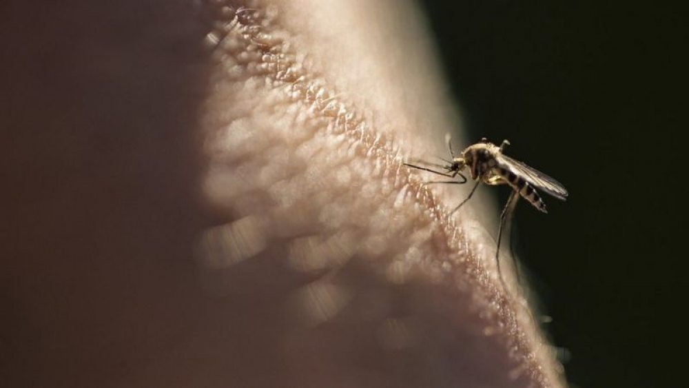 Prometedora vacuna de alta eficacia contra malaria