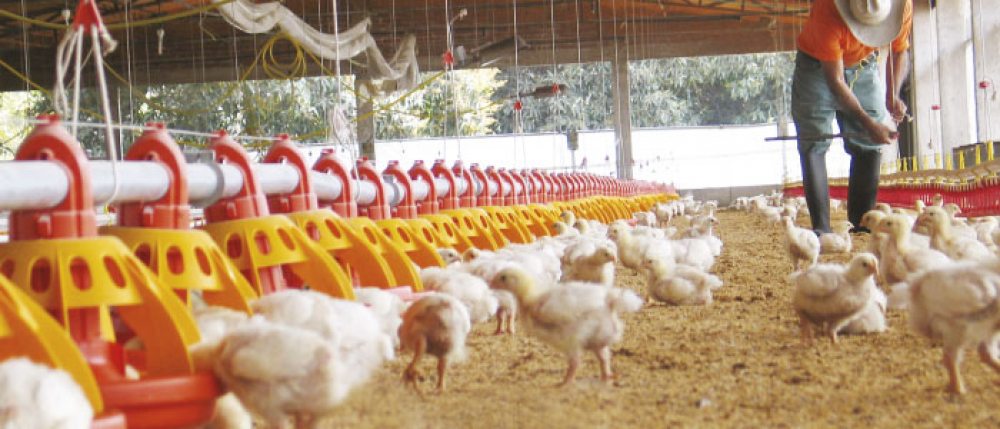 Precio de alimento avícola será negociado nuevamente en junio