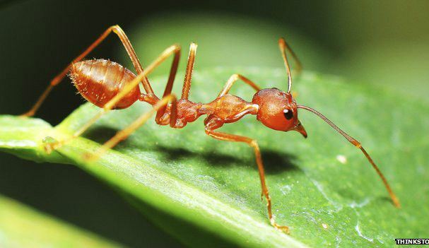 Hormigas guerreras atacan en masa por expansión de colonias