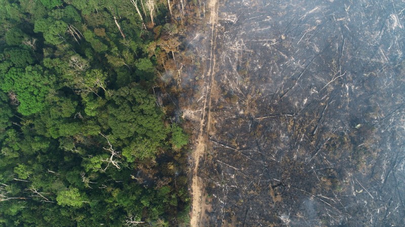 Deforestación del Amazonas en  Brasil aumentó un 67 % en mayo