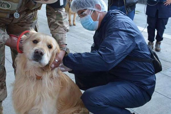 Más de 100 mil mascotas son  vacunadas contra rabia canina