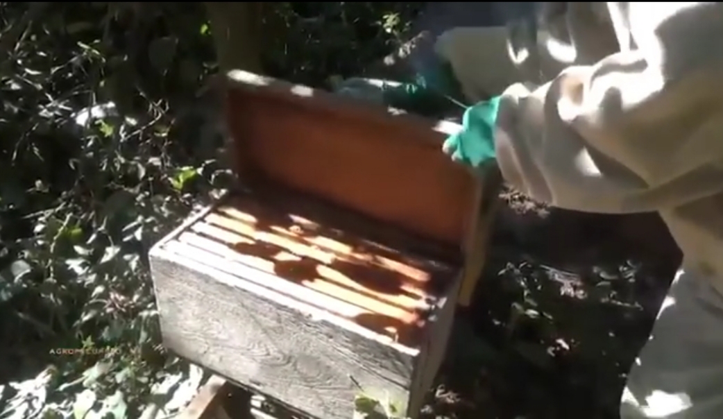 Denuncian masiva mortandad de abejas en Río Grande