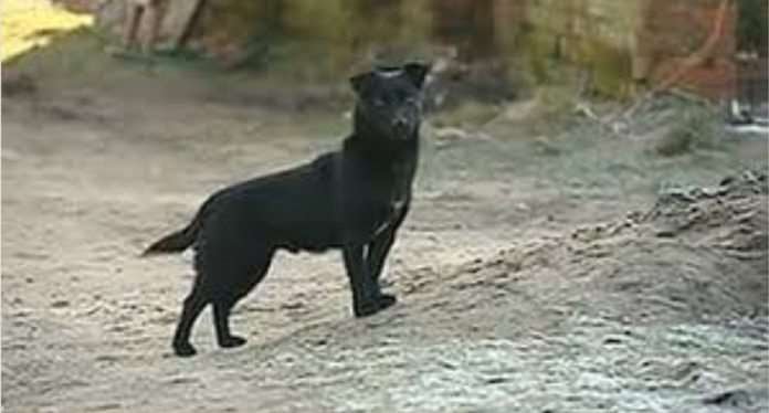 Un perro evita secuestro de una niña en Yacuiba