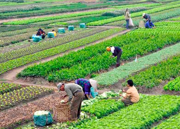Agricultoras piden apoyo para reactivar su economía