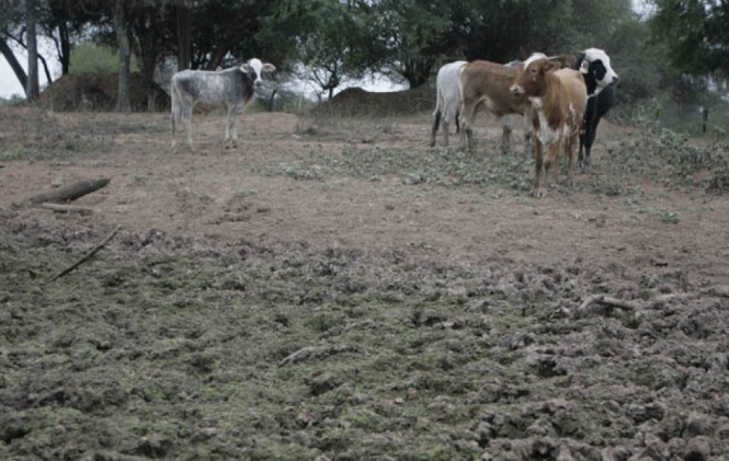 Sequía pone en riesgo  producción en Macharetí