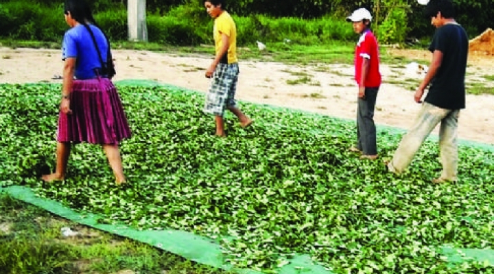 Caen cultivos de coca en Chapare  por contrabando que llega de Perú