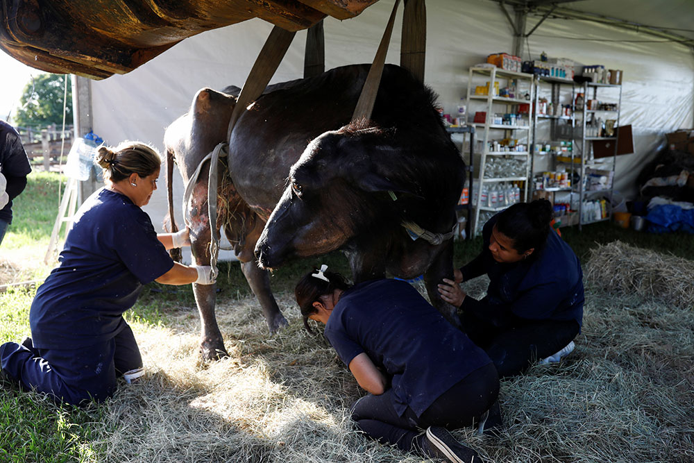 Voluntarios tratan de  salvar búfalos desnutridos