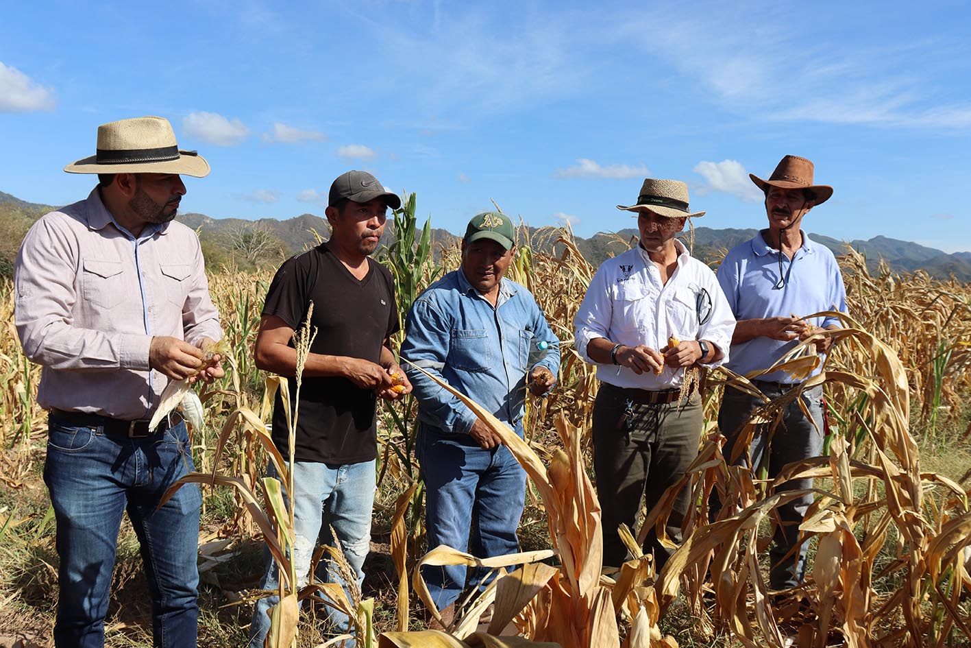 Sequía afecta al 95 % de cultivos de maíz en municipios de Lagunillas y Gutiérrez