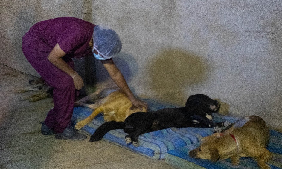 Canes callejeros son esterilizados por Zoonosis en Cochabamba