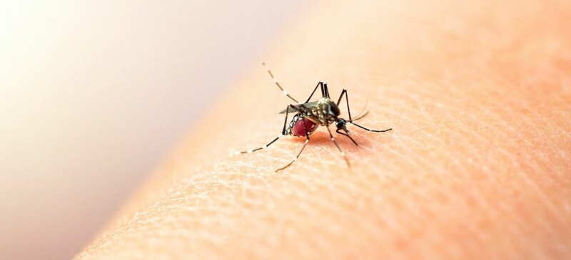 Aumentan un 80% los casos de dengue en la urbe cruceña