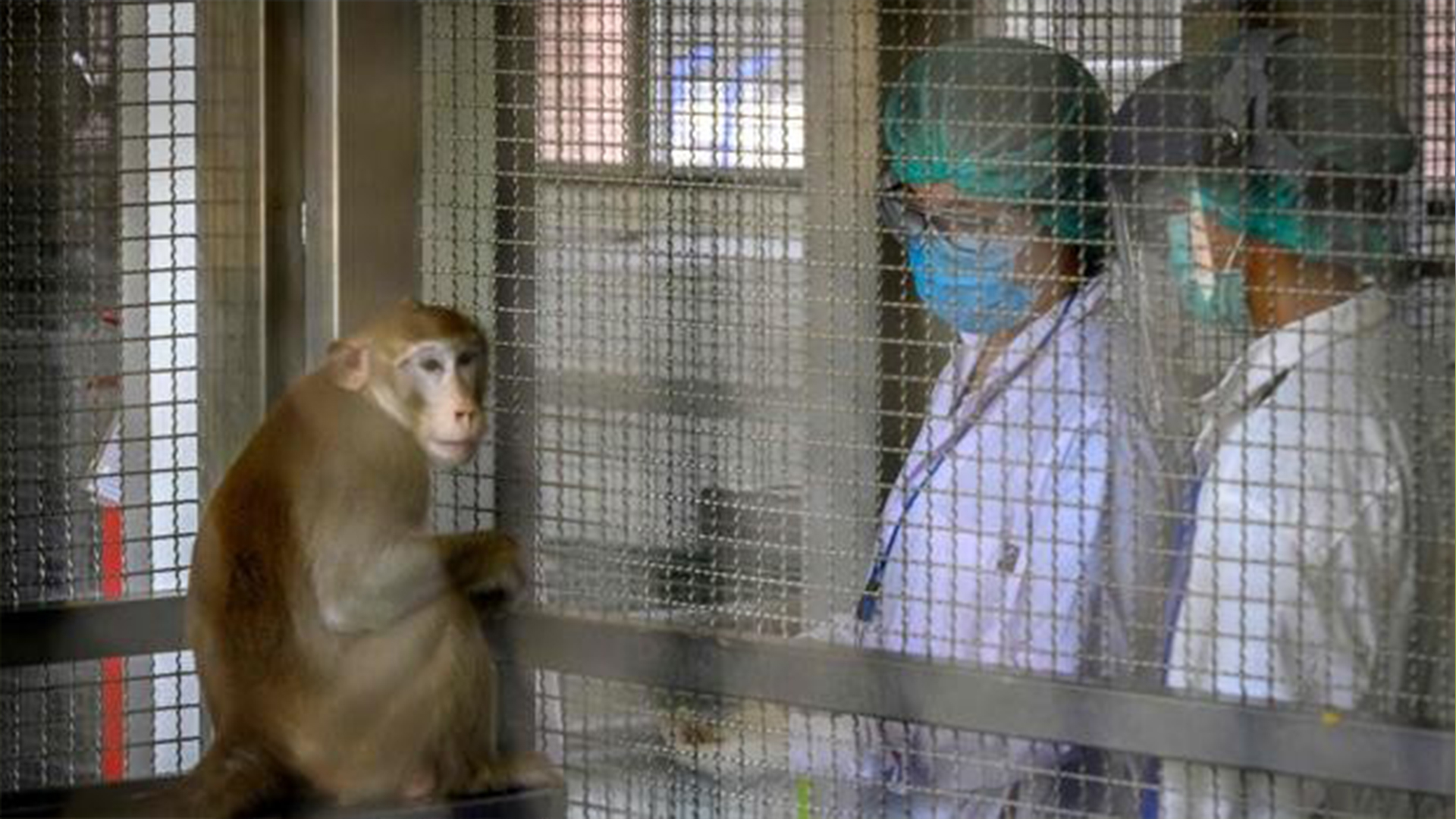 Perú declara alerta sanitaria  por casos de viruela del mono