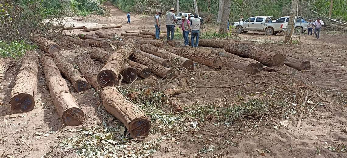 Decomisan madera valuada  en Bs 350 mil en Santa Cruz