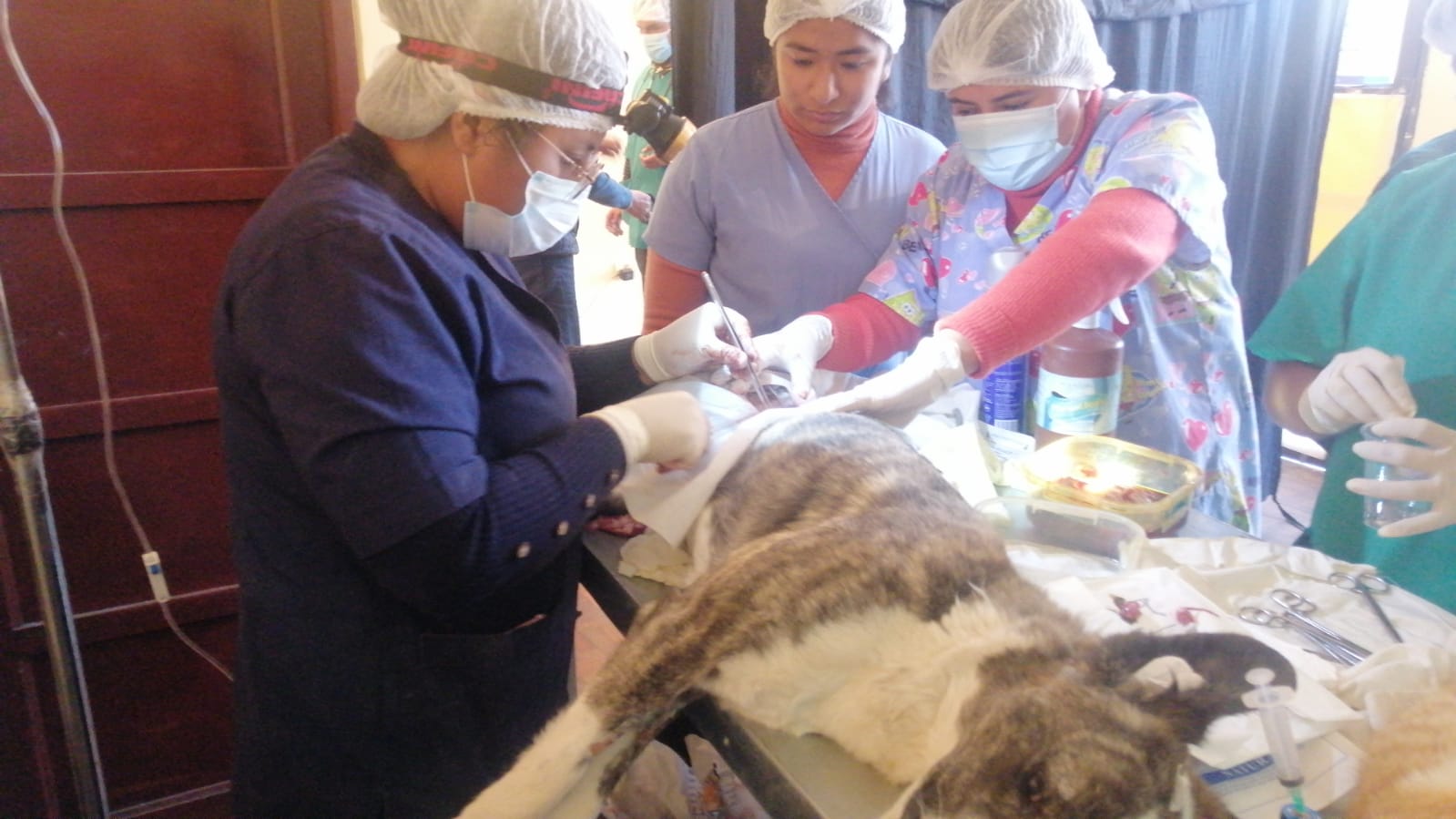 En dos días fueron esterilizados  161 mascotas, entre perros y gatos