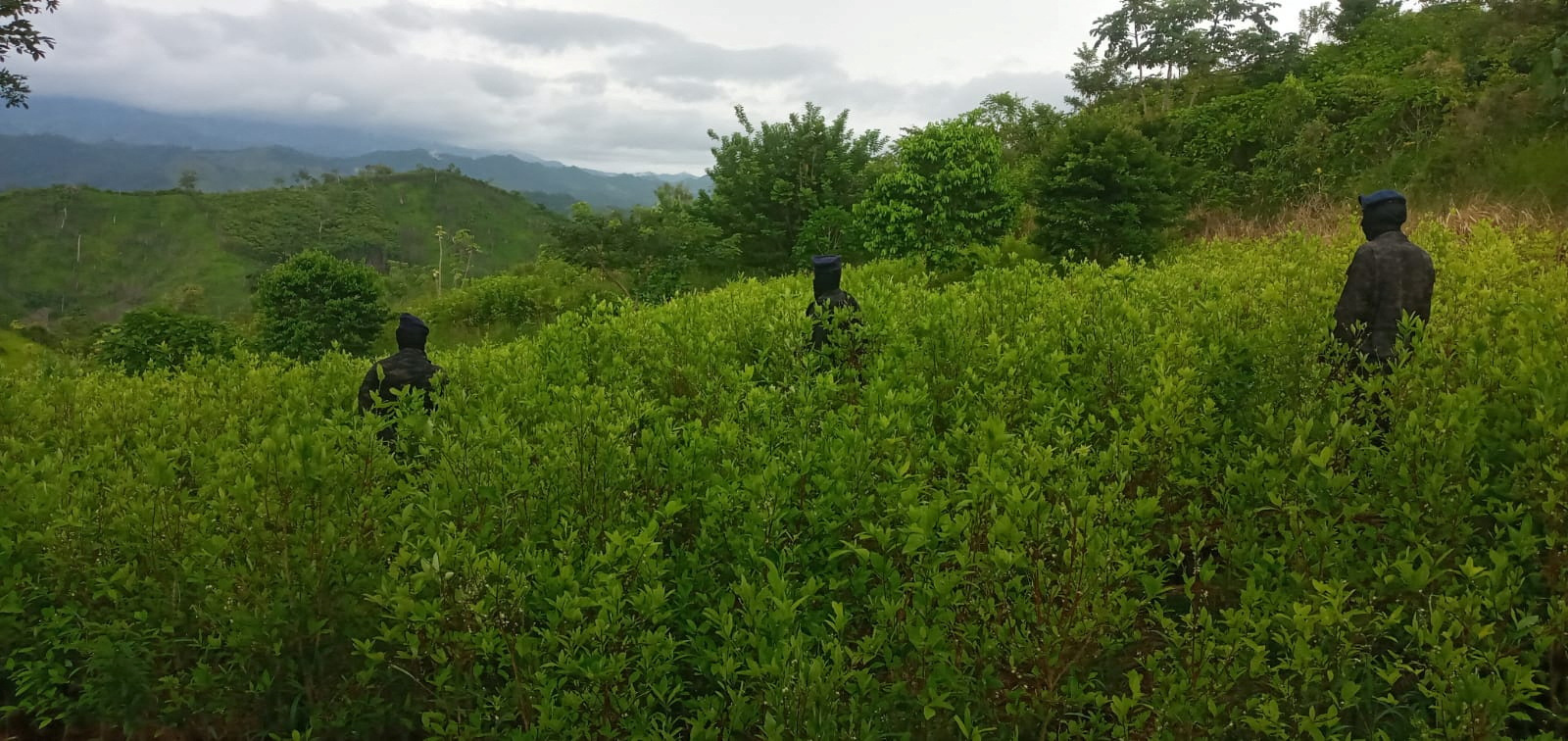 Honduras  realiza histórica incautación de arbustos de coca