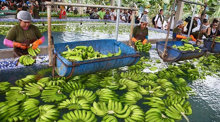 Productores bananeros de  Cochabamba en emergencia