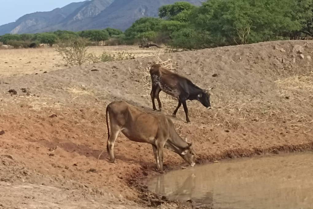 Sequía afecta al ganado y cultivos  en municipios cochabambinos