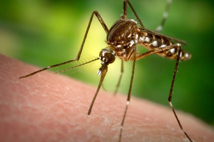 Alerta en Santa Cruz por  casos de dengue y muerte