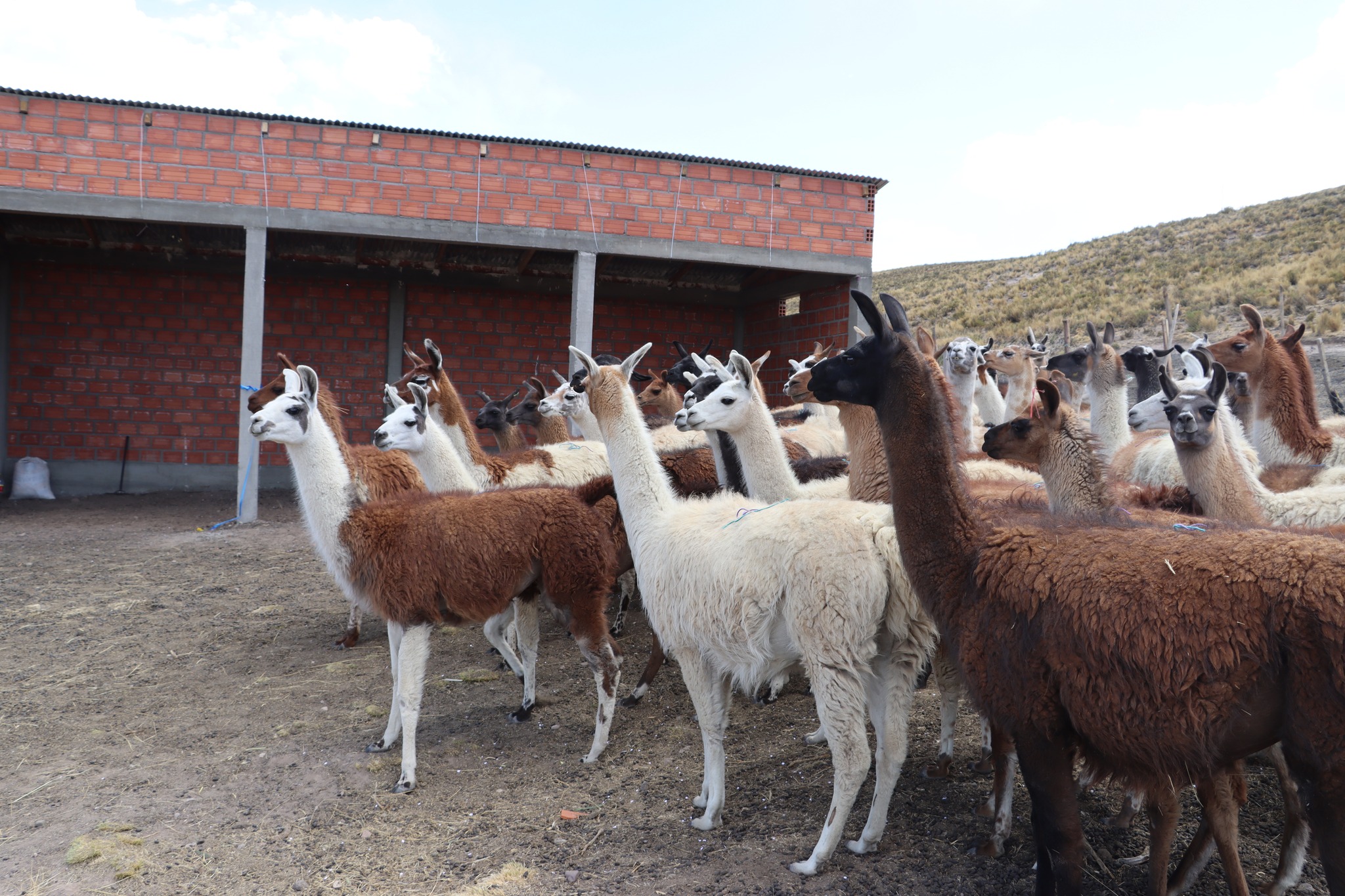El Alto con potencial agrícola y  producción de ganado camélido