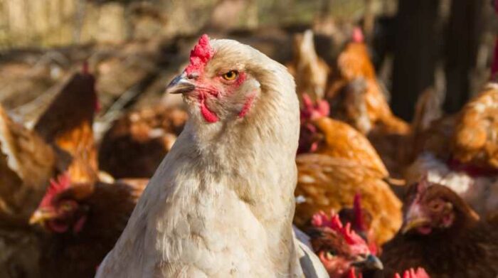 Declaran emergencia nacional zoosanitaria por la gripe aviar