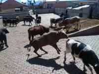 Futecra denuncia contrabando de ganado