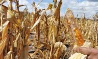 Sequía afecta producción  de soya de países vecinos