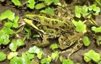 Secretos del lento envejecimiento en especies de reptiles y anfibios