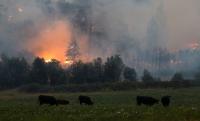 Incendio forestal causa  dos muertos en California