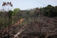 Ambientalistas ven poco probable  reducción de deforestación en Colombia