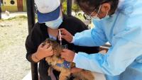 Campaña de vacunación antirrábica  alcanzará a 341.000 mascotas