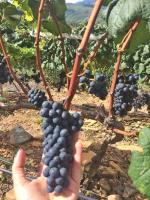 Saipina se perfila como nuevo  polo de producción de uva