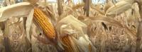 En el Chaco se siembra maíz  transgénico con buenos resultados