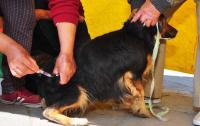 Reducen casos de rabia canina en urbe paceña