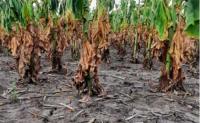 Sequía pone en riesgo  producción de trigo