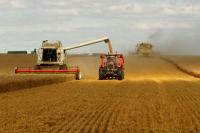 Precios de cereales aumentan  por guerra y cambio climático