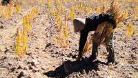 El mundo está preocupado por cambio  climático y Bolivia enfrenta una sequía