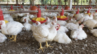 Garantizan combustibles  para productores avícolas