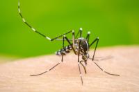 Reportan 38 casos de dengue  y Sedes activa alerta naranja