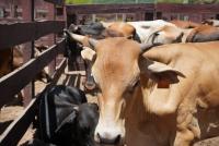 Pequeños productores reciben ganado bovino en Camiri