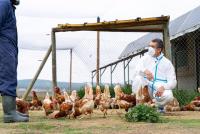 Transmisión de gripe aviar  entre humanos es baja