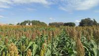 Santa Cruz incrementa producción de granos
