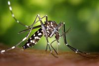 Ola de mosquitos invade Punta  del Este en medio de alertas